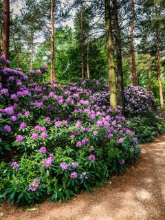 Blooming rhododendron garden under the pine trees, What-to-Plant-Under-Pine-Trees
