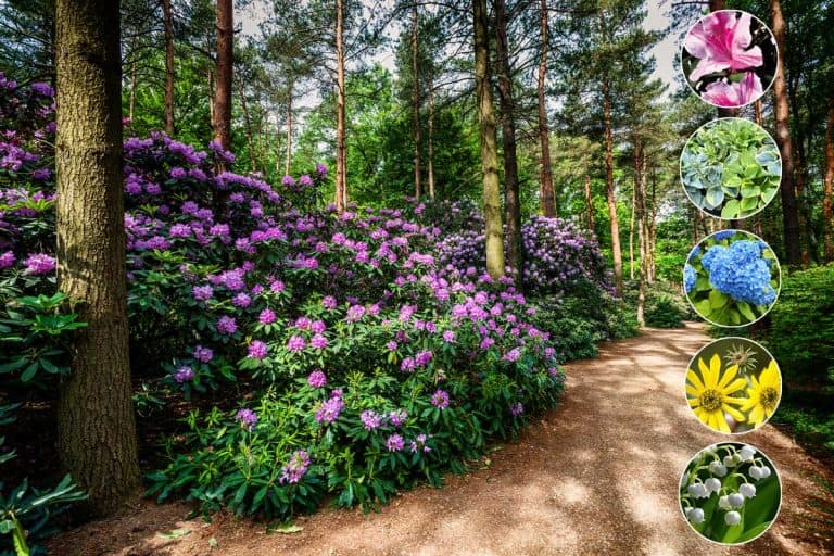 Blooming rhododendron garden under the pine trees, What-to-Plant-Under-Pine-Trees