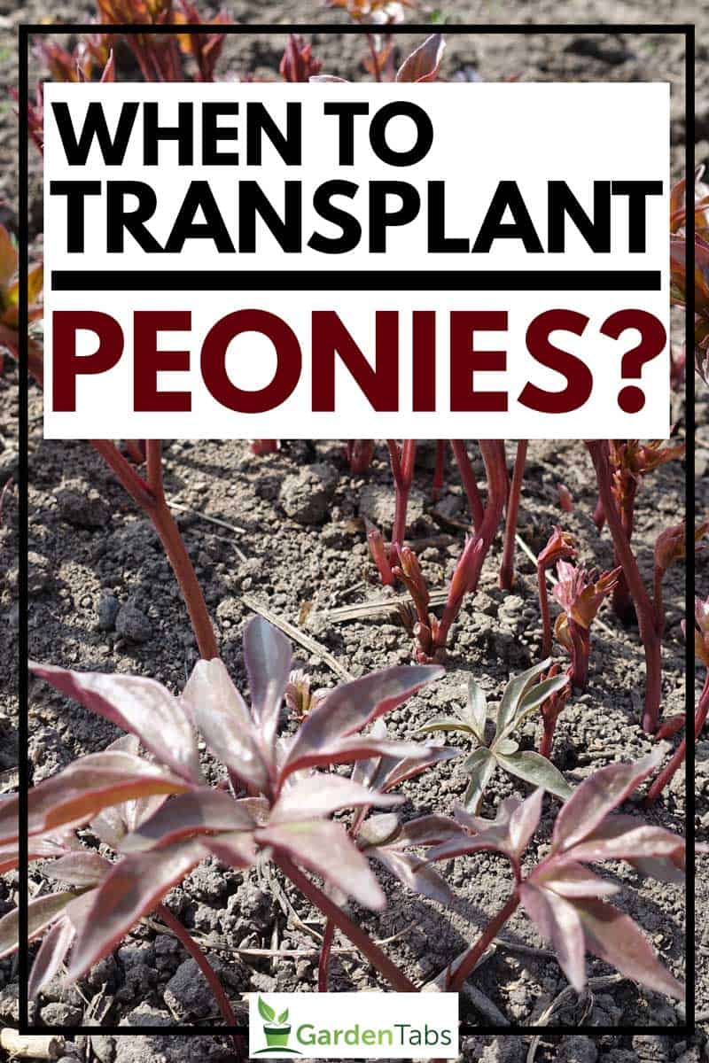 Blooming peonies, When to Transplant Peonies