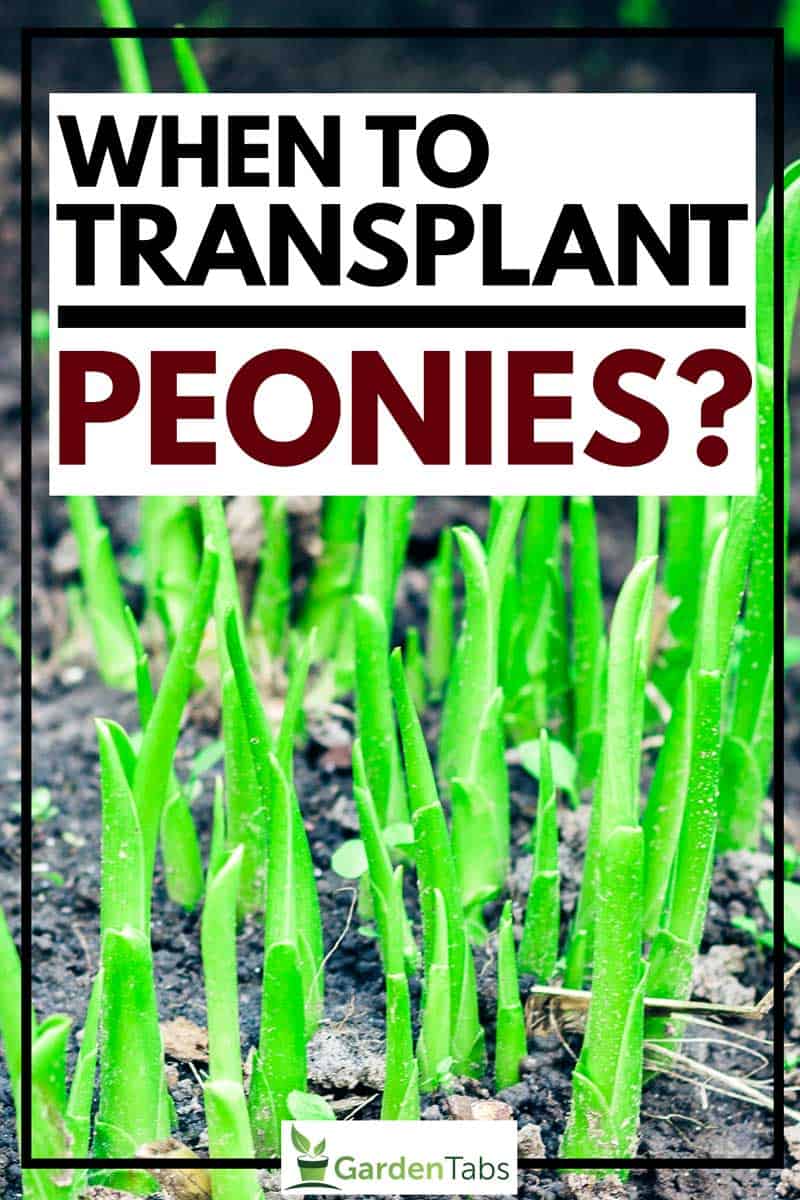 Growing peonies, When to Transplant Peonies