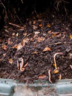 Worms in compost bin