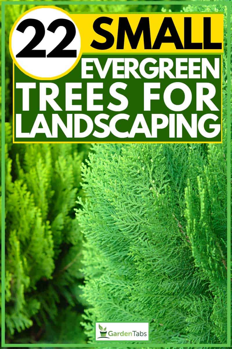22 Small Evergreen Trees For Landscaping