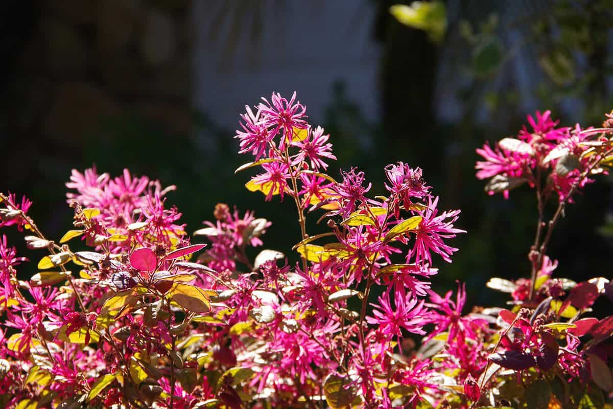 A Ruby Loropetalum Chinese Fringe flower bush with green and burgundy foliage with beautiful luscious pink blooms in bright sunlight