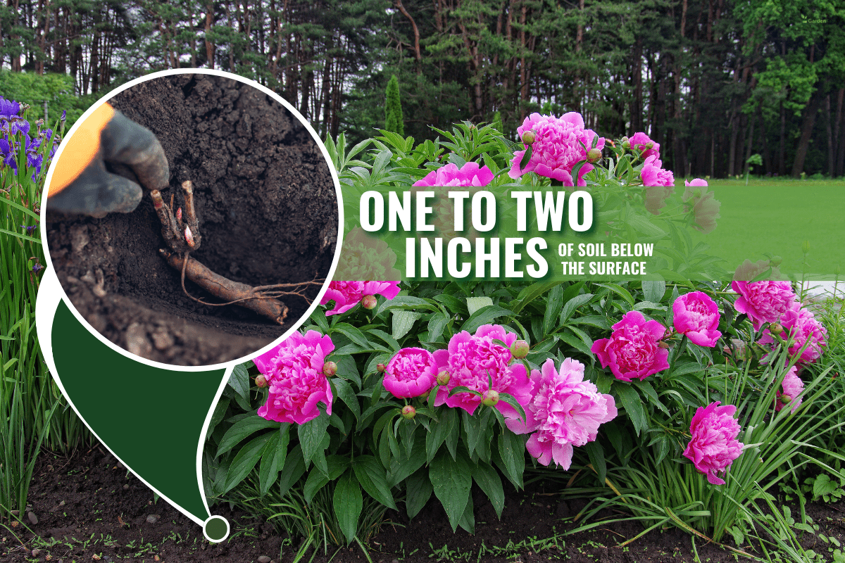 A beautiful blooming peony bush with pink flowers in the garden. - When to Transplant Peonies