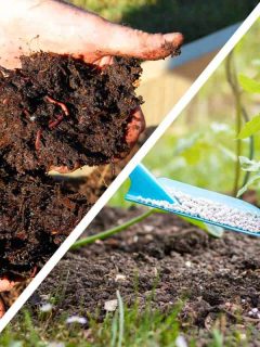 A collage of horse manure compost and a synthetic fertilizers, Compost vs. Fertilizer - What’s The Difference?