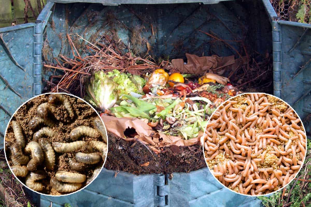 A compost bin with collage of worms and maggots