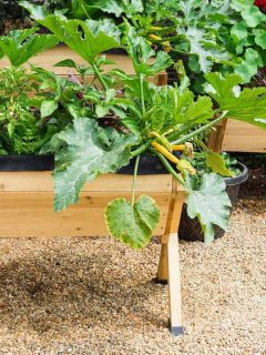 Above-ground planter boxes with growing vegetables