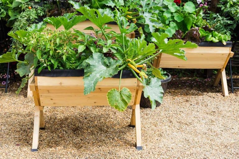 Above-ground planter boxes with growing vegetables
