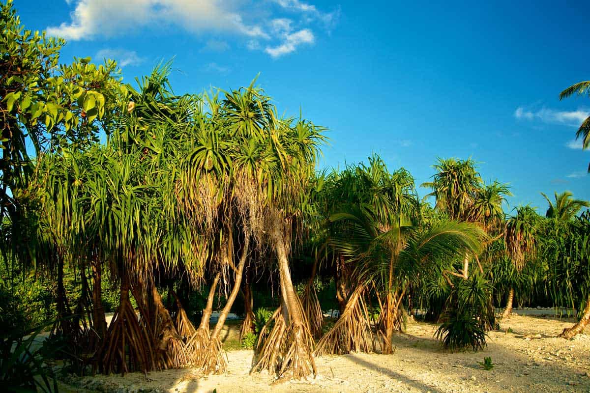 Are Palm Trees' Roots Invasive?