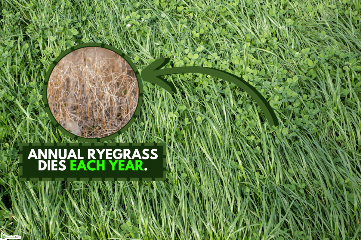 Annual ryegrass and clover grown in a rural field for stock food and hay, When Does Annual Ryegrass Die