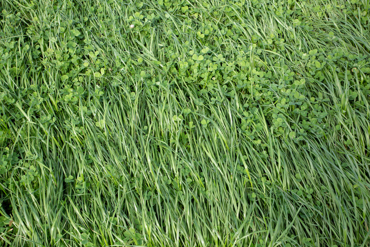Annual ryegrass and clover grown in a rural field for stock food and hay 