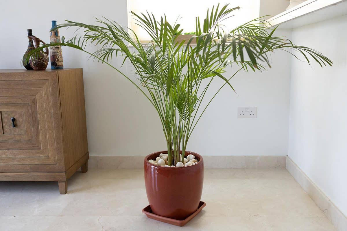 Bamboo palm growing in a pot