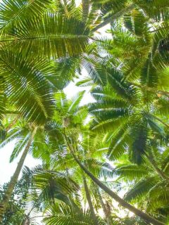 Bottom view of palm trees in a sunny day
