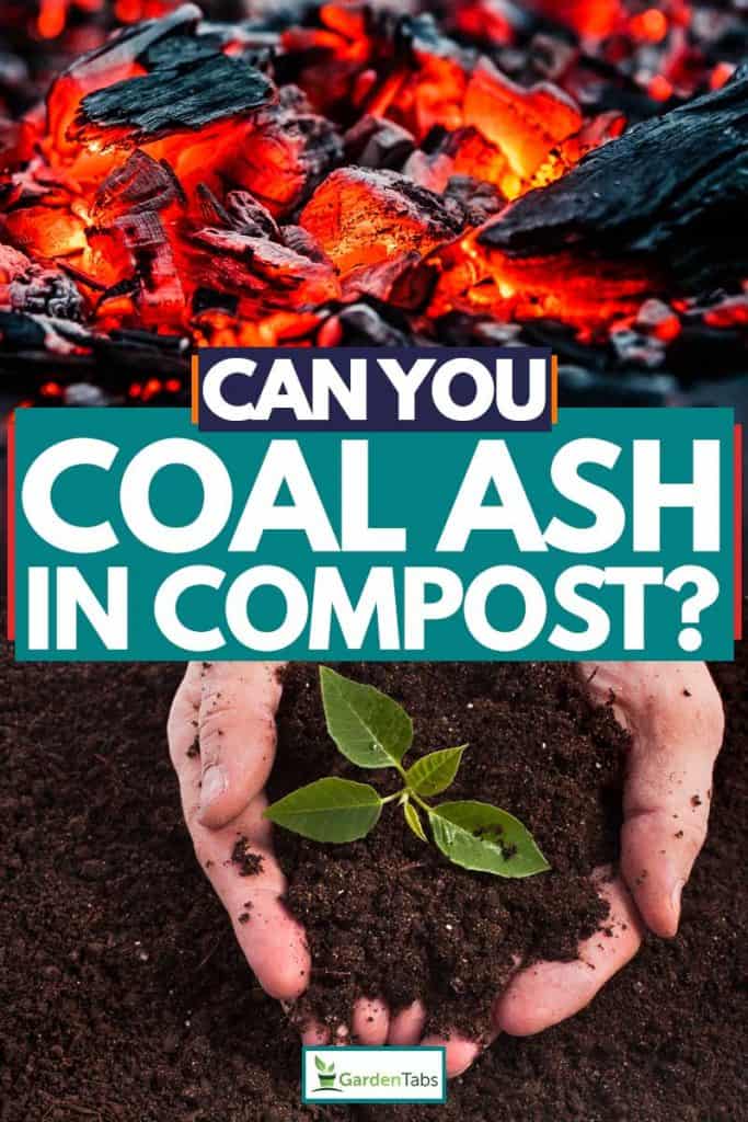 Burning coal and composted soil with small plant