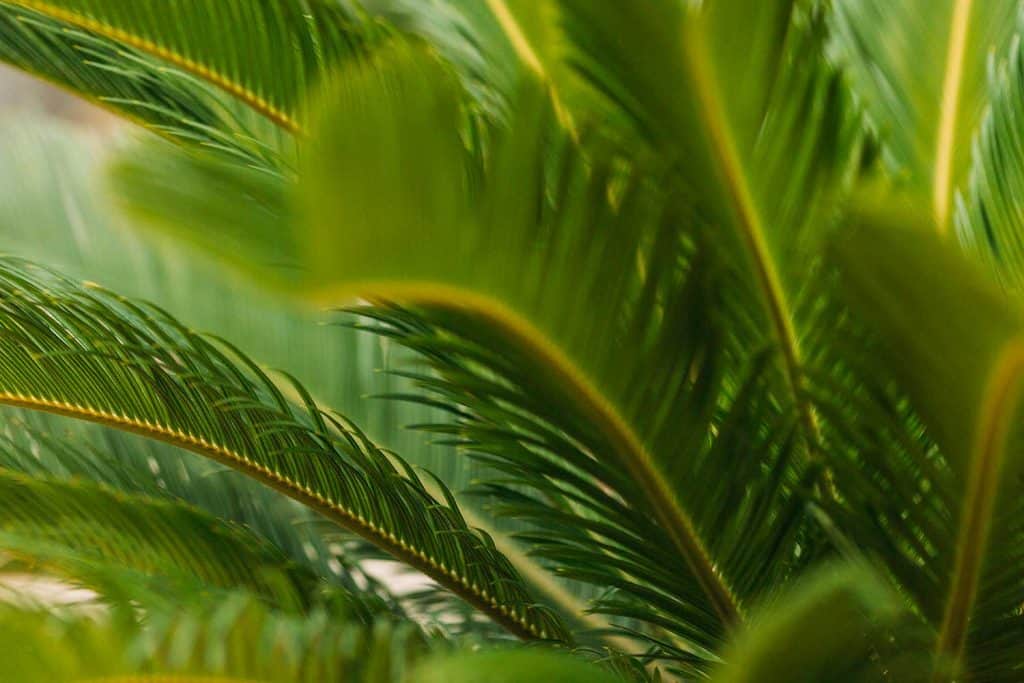 Close-up photo of palm leaves