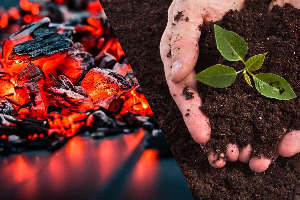 Burning coal and composted soil with small plant