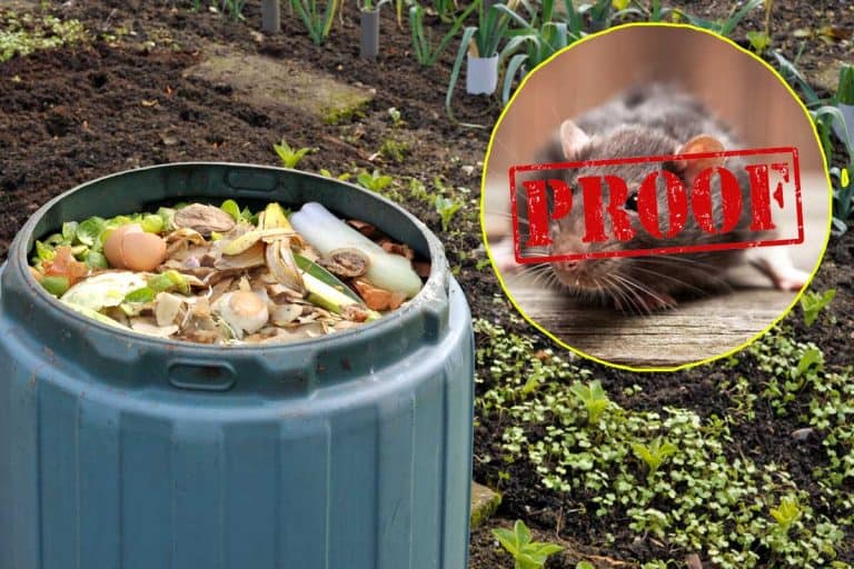 Collage of a rat and a garden compost bin full of kitchen food and garden waste, 10 Rat-Proof Composters You Should Check Out