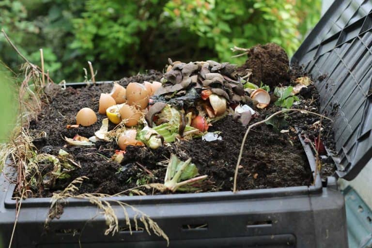 Compost bin full of decomposed food waste, fruits and vegetables