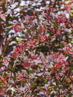 Dark red physocarpus opulifolius growing in summer garden, 8 Shrubs That Have Red Leaves All Year