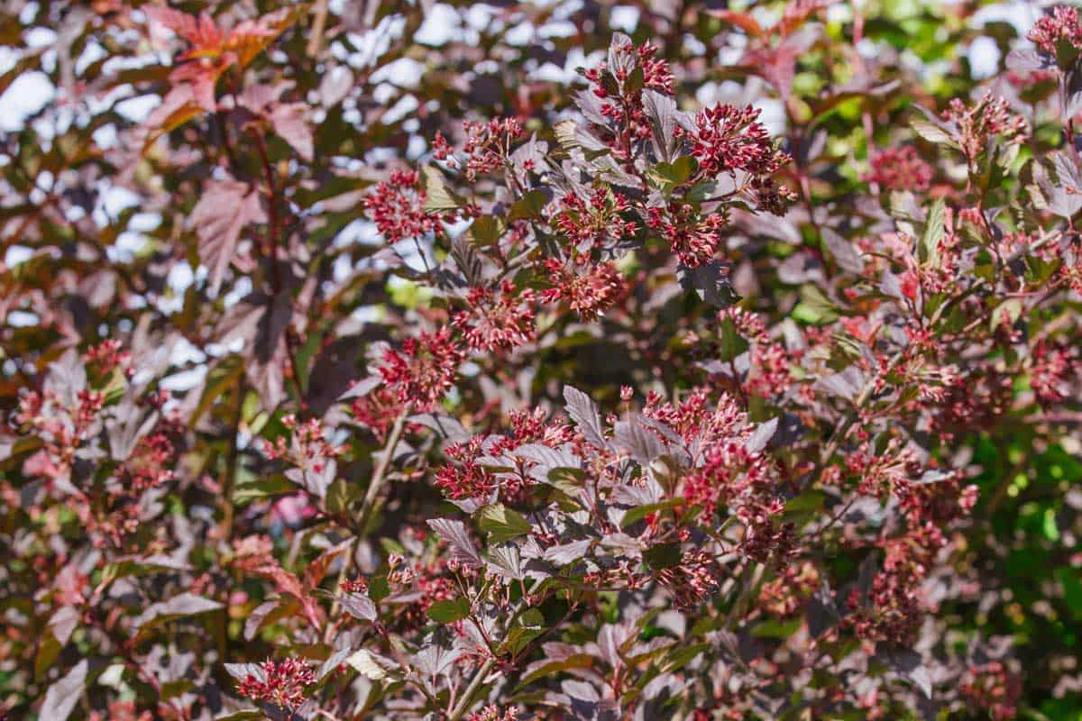 20 Shrubs That Have Red Leaves All Year   GardenTabs.com