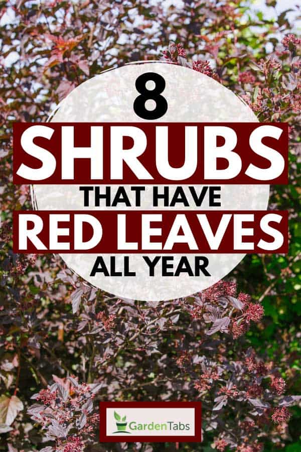 8 Shrubs That Have Red Leaves All Year, Small Red Bushes For Landscaping