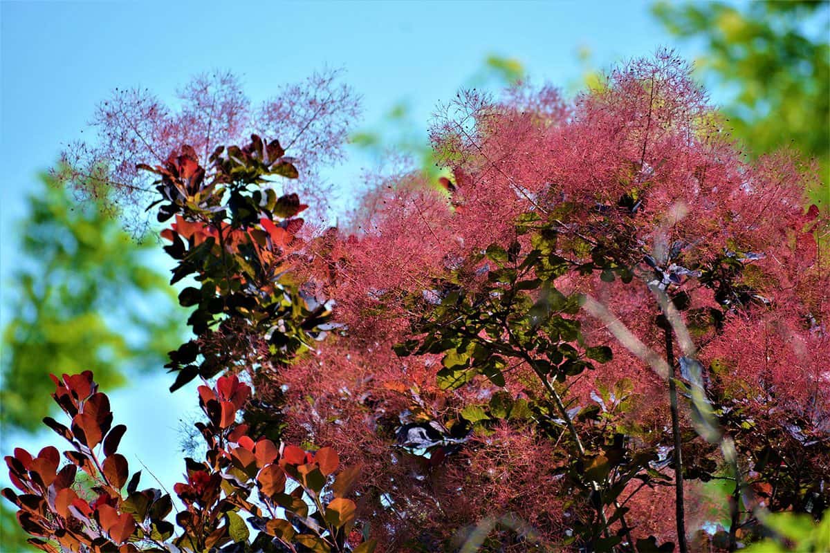 Deciduous shrub that's also commonly known as royal purple smoke bush or smokebush