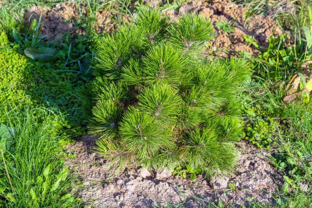 Mugo pine tree planted in rocky soil