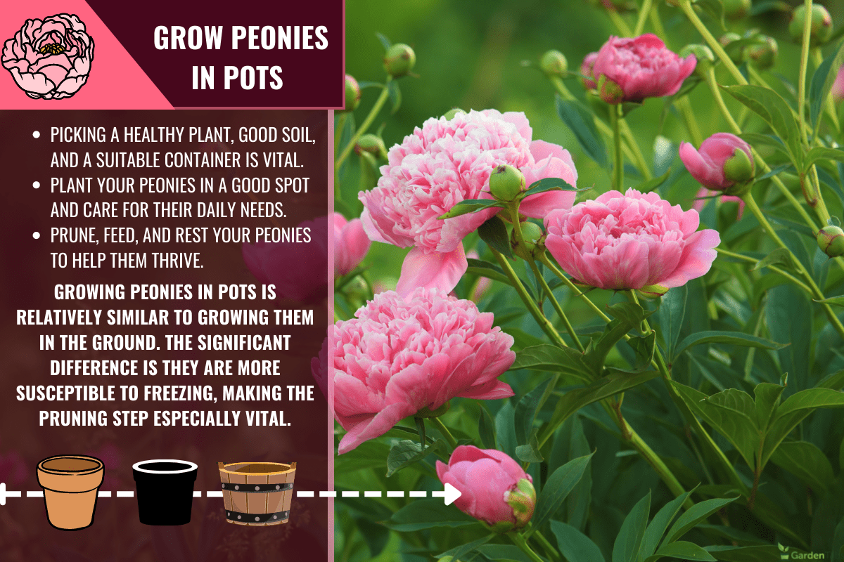 European peony, or Common peony (Paeonia officinalis). - How To Grow Peonies In Pots