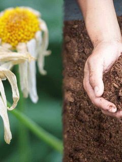 Dying plant and composted soil held by gardener