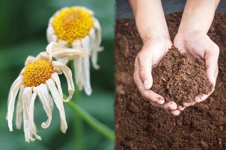 Dying plant and composted soil held by gardener