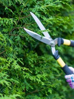 Florist woman working in the garden cutting shrubs with long-handled garden shears, Best long-handled garden shears [12 shopping suggestions]