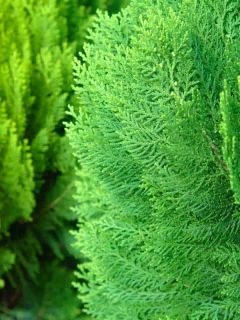 Close up shot on Hinoki Cypress, 22 Small Evergreen Trees for Landscaping