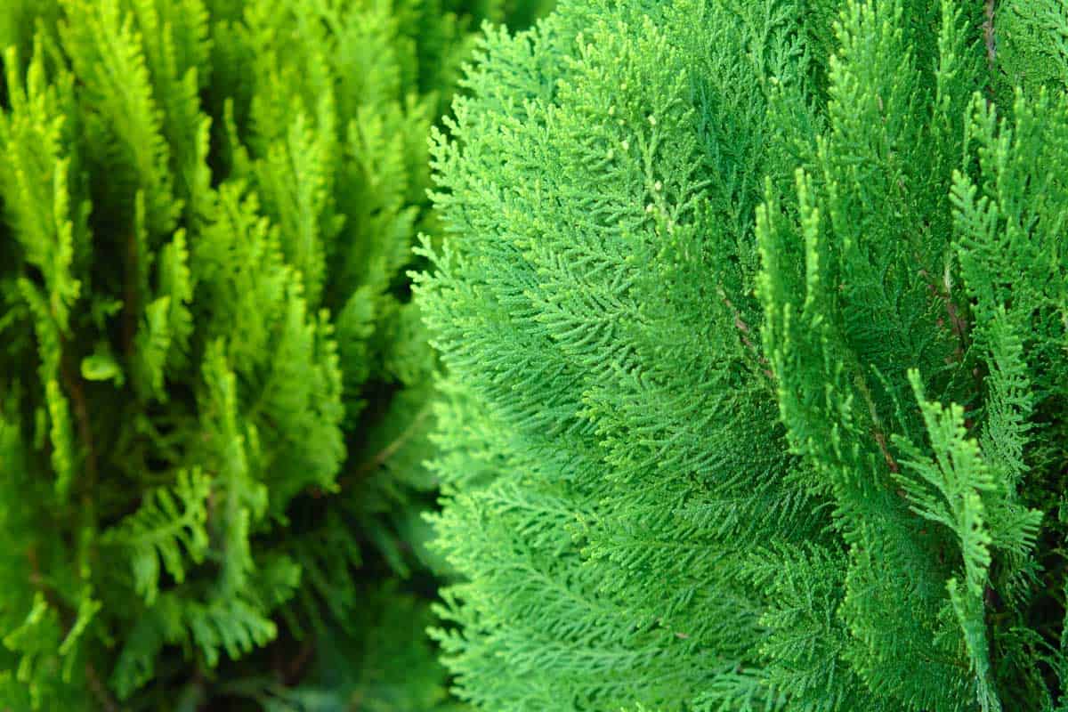 Close up shot on Hinoki Cypress, 22 Small Evergreen Trees for Landscaping