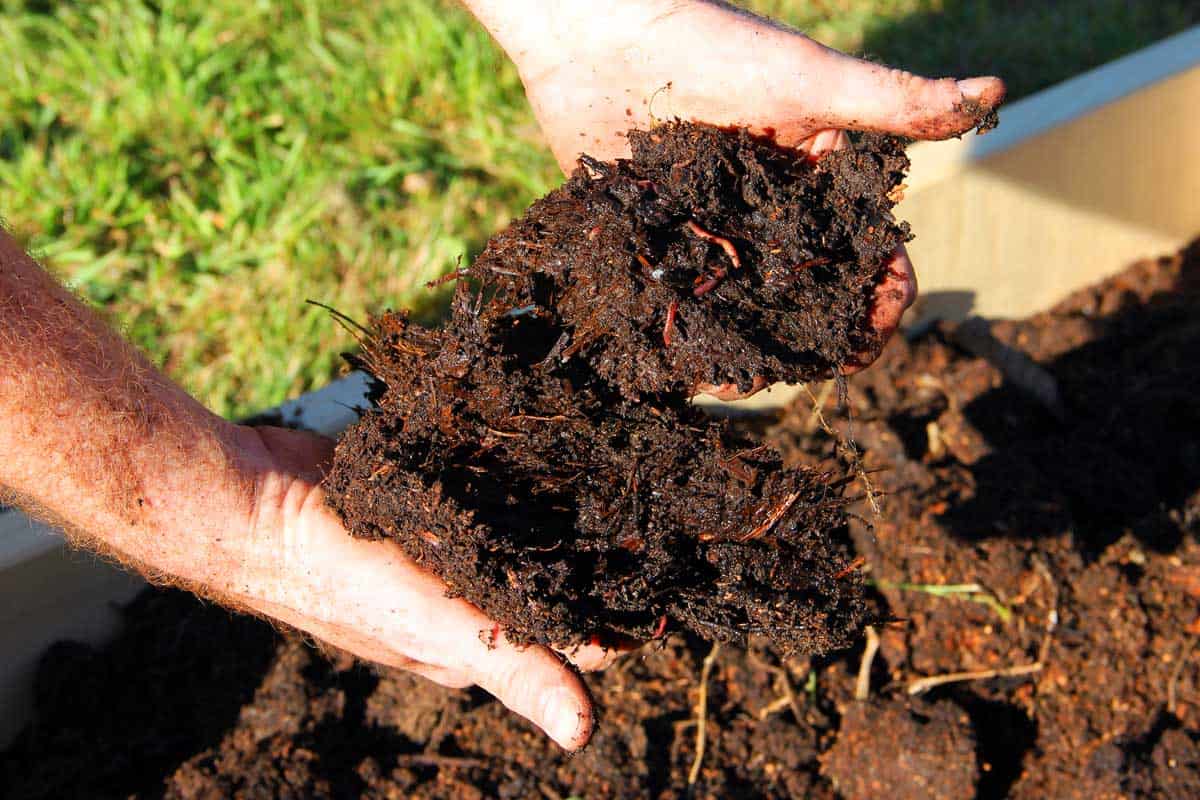 Horse manure compost and worms in hands
