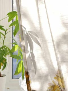 Money Tree Plant on Bright House Window Sill, How Big Do Money Trees Get? (Pachira Aquatic Facts)