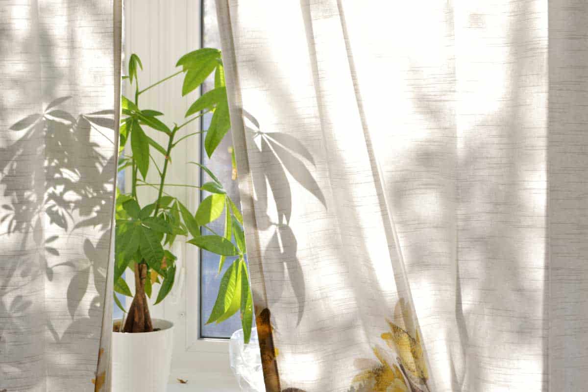 Money Tree Plant on Bright House Window Sill