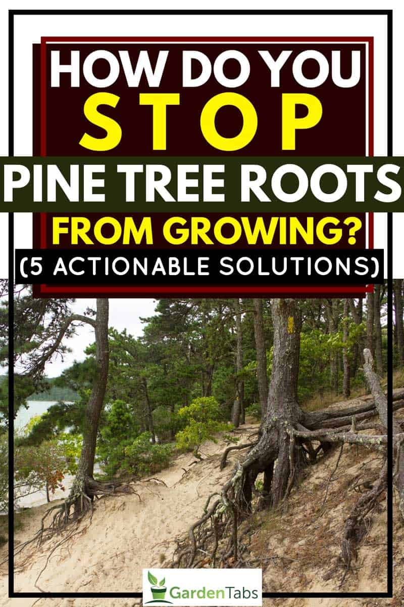 How Do You Stop Pine Tree Roots From Growing? [5 Actionable Solutions]