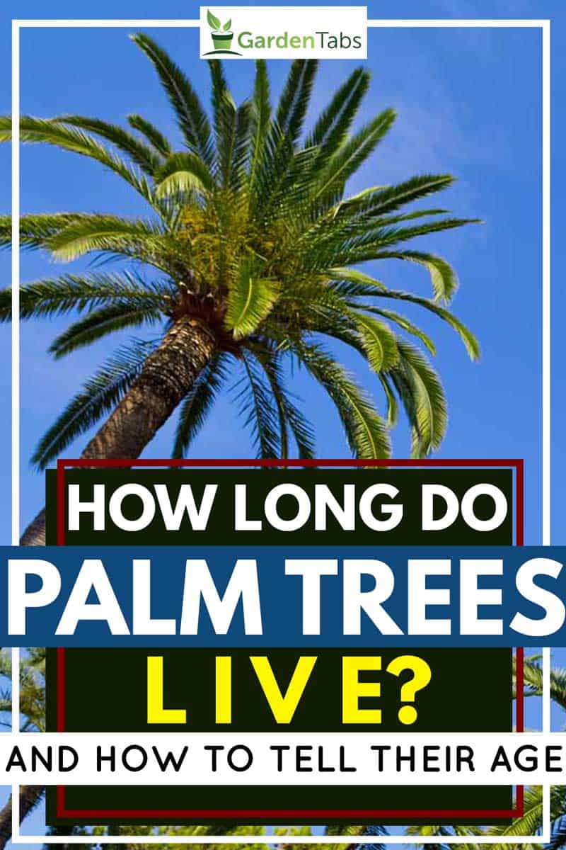Palm trees rise into a perfect blue sky in a tropical paradise, How Long Do Palm Trees Live? [And how to tell their age]