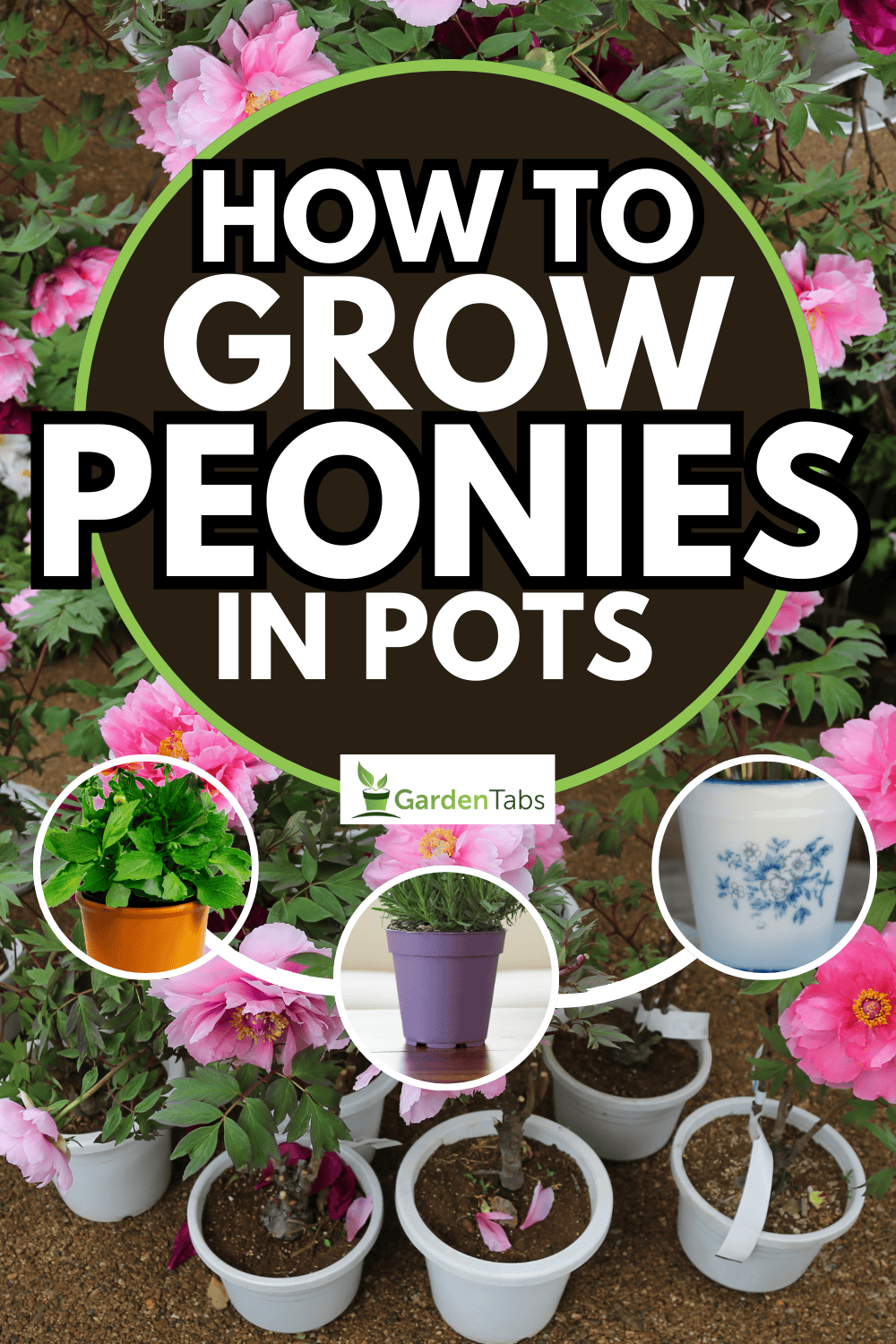 How to grow Peonies in pots