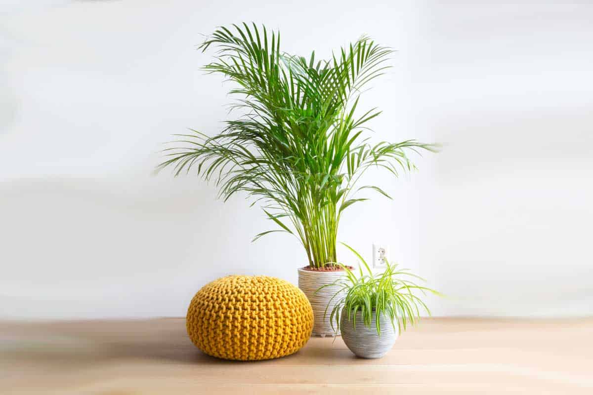 Indoor majesty palm tree with yellow pouf and another plant on pot,