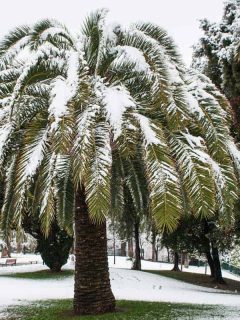 Palm tree leaves hanging down due to heavy snow