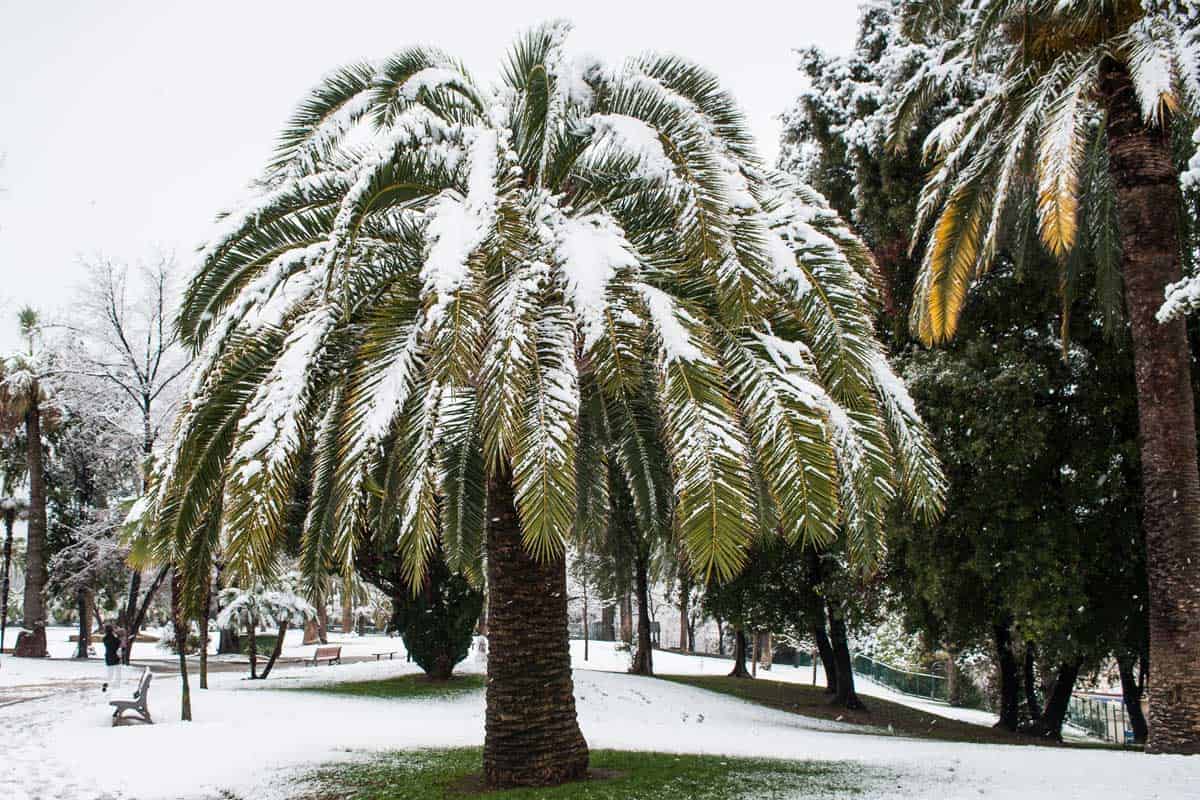 Can Palm Trees Survive Snow? [The answer may surprise you!] - Garden Tabs