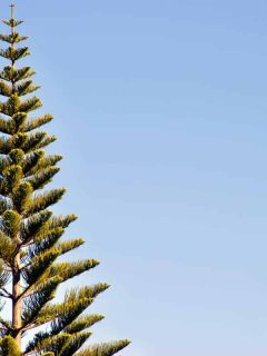 Tall norfolk Island Pine tree
