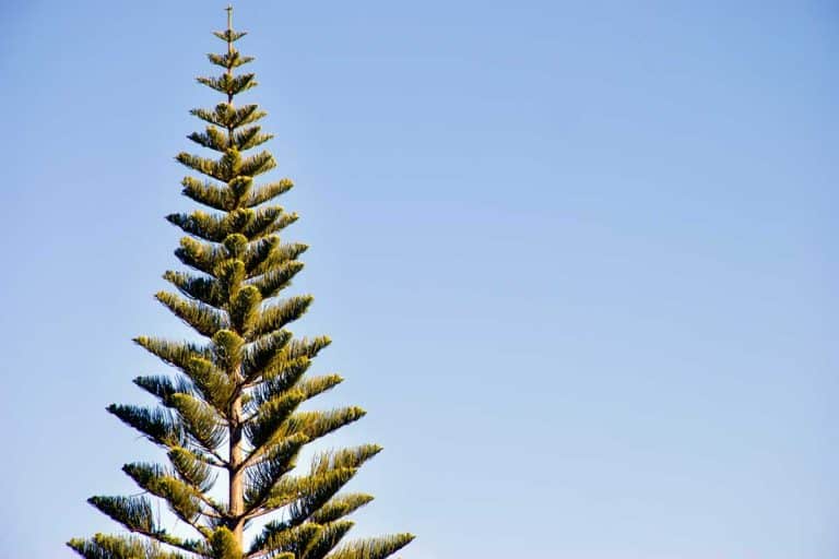Tall norfolk Island Pine tree