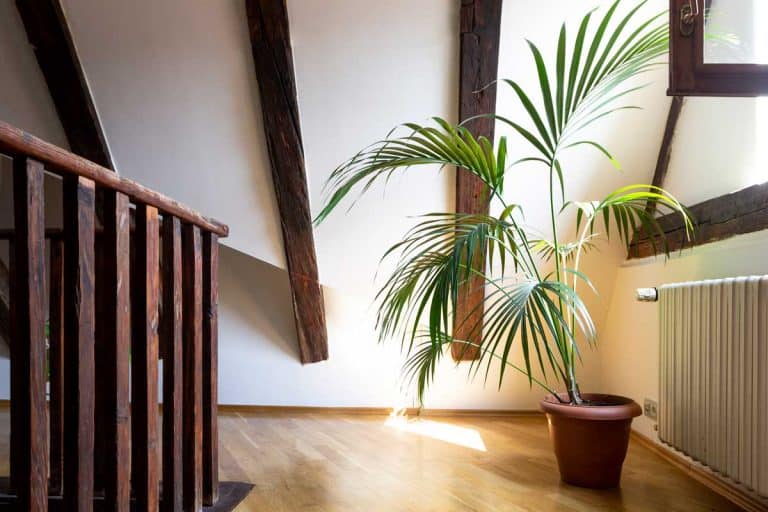 Palm tree on pot placed on the floor near stairs to match roof trusses, Spider Mites on Majesty Palm -What to do?