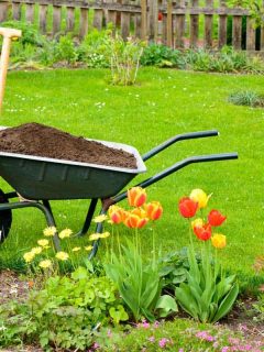 Wheel barrow carrying compost for garden and with a shovel beside it