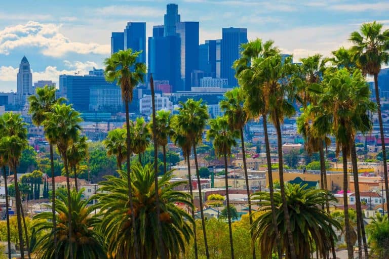 Lush vivid green palm trees with view of Downtown Los Angeles on the background, How To Care For Palm Trees in California