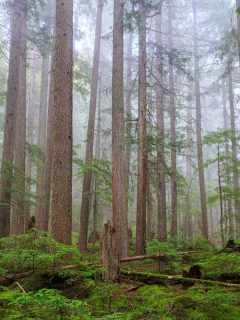 Mist covered in western red cedar and douglas fir pine trees