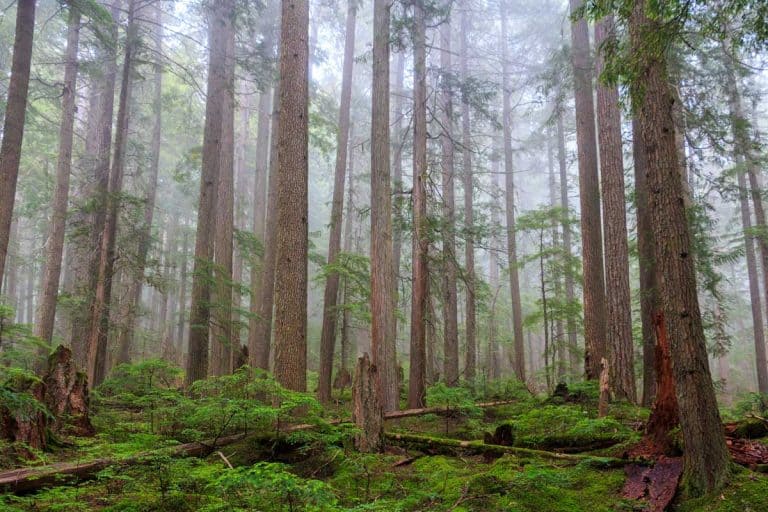 Mist covered in western red cedar and douglas fir pine trees
