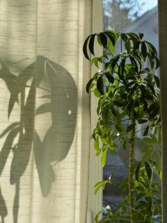 Money Tree Plant Leaves Shadow and Sun Light by the House Window Sill, Where to Place a Money Tree in your Home?